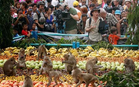جشنواره میمونها فستیوال میمون ها در تایلند اسراف مواد غذایی اسراف گرایانه آداب جاهلی جاهلیت مدرن رسوم جاهلی رسمهای جاهلانه رسوم جاهلانه و رسمهای جاهلانه